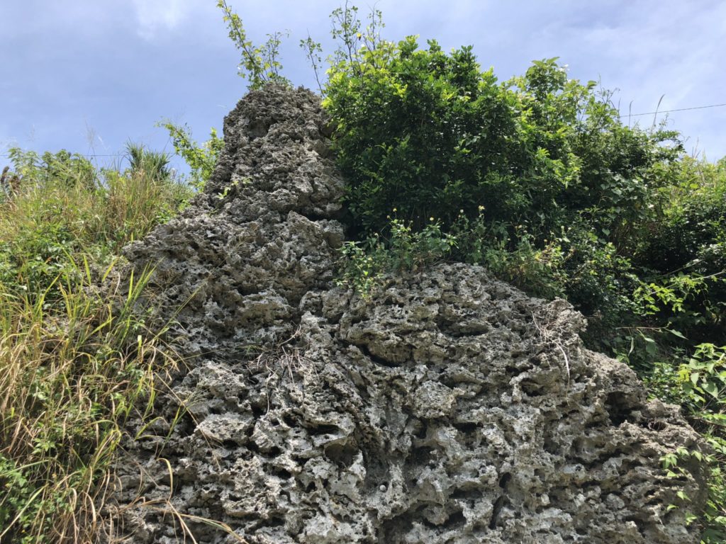 与論島の舵引き丘の珊瑚の化石