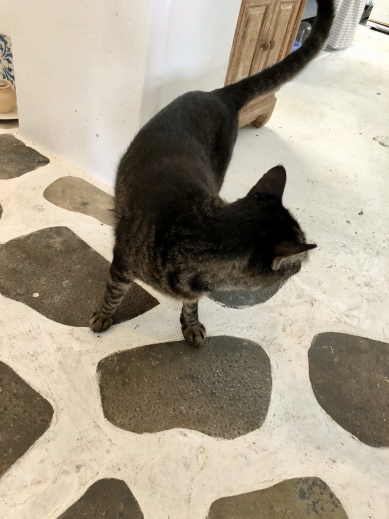 与論島の海カフェの猫
