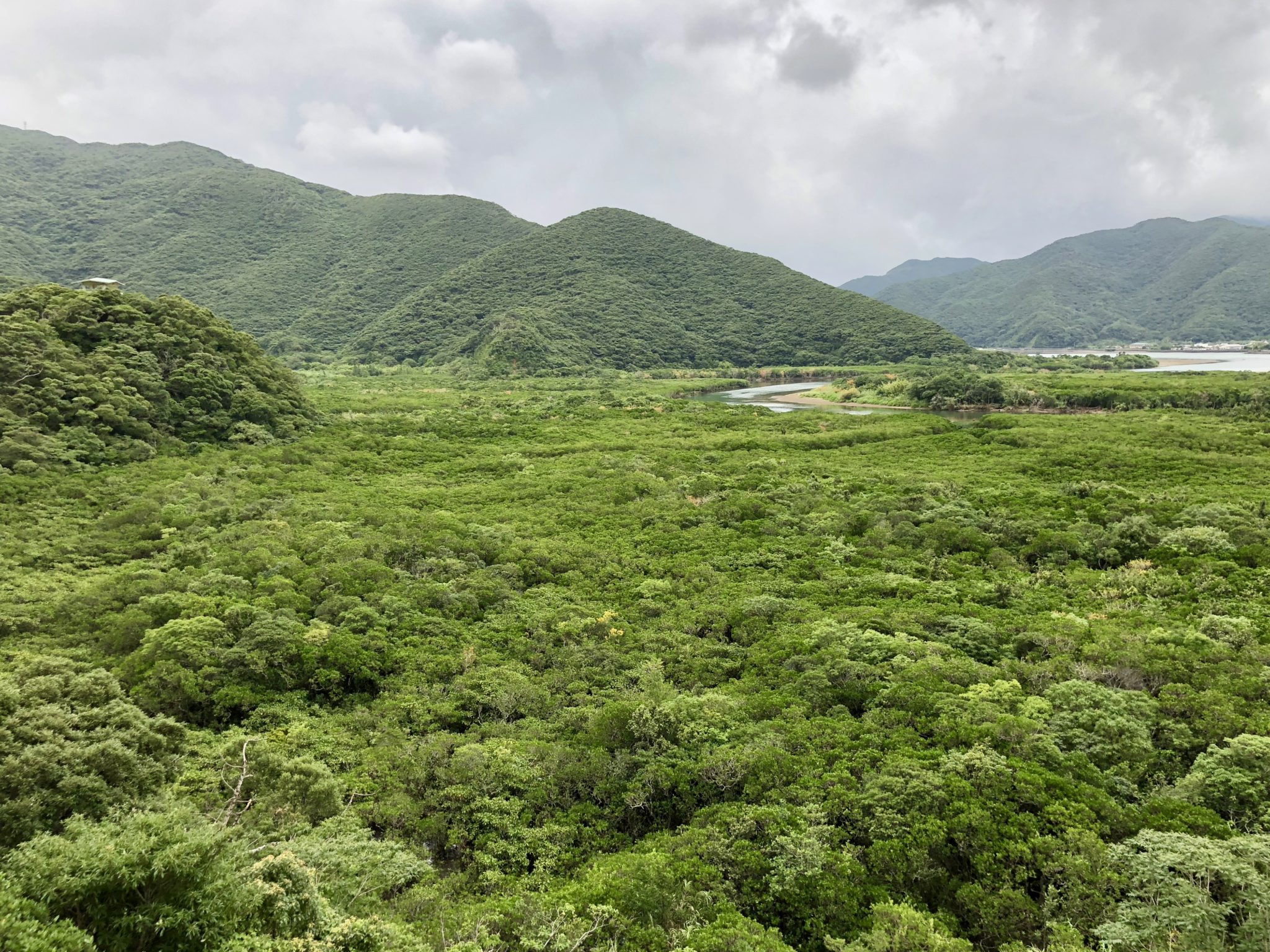 奄美大島の原生林とマングローブ