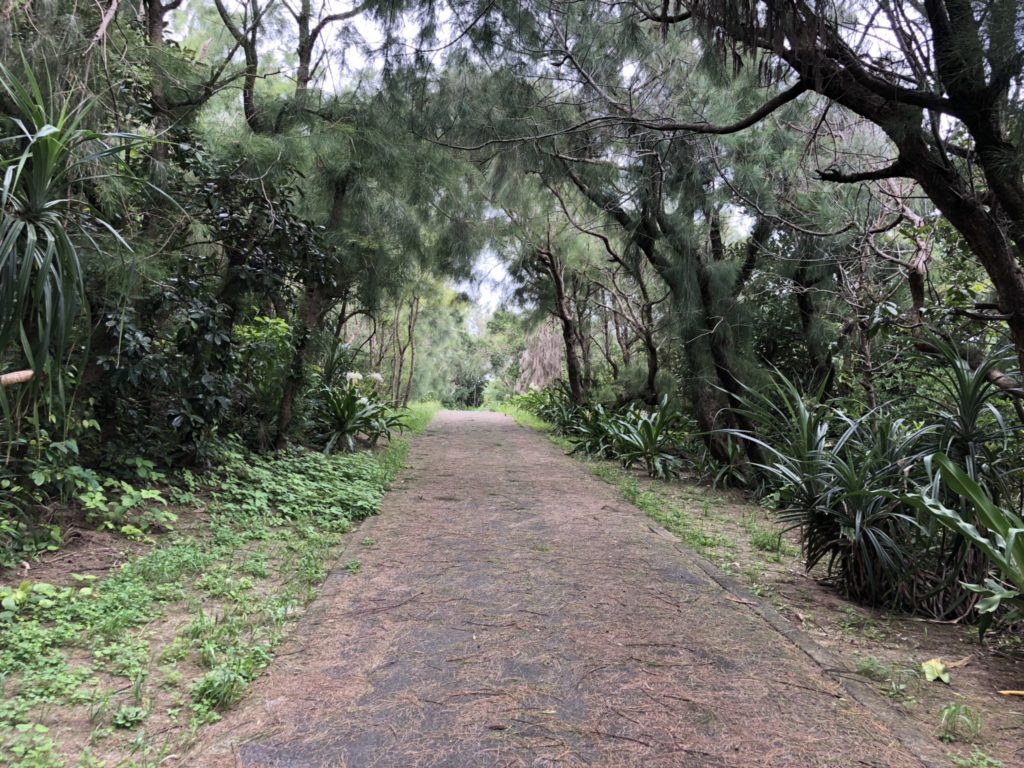 奄美大島のコーラルパームスの海岸沿いの遊歩道